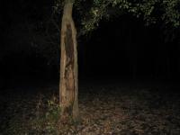 Chicago Ghost Hunters Group investigates Robinson Woods (193).JPG